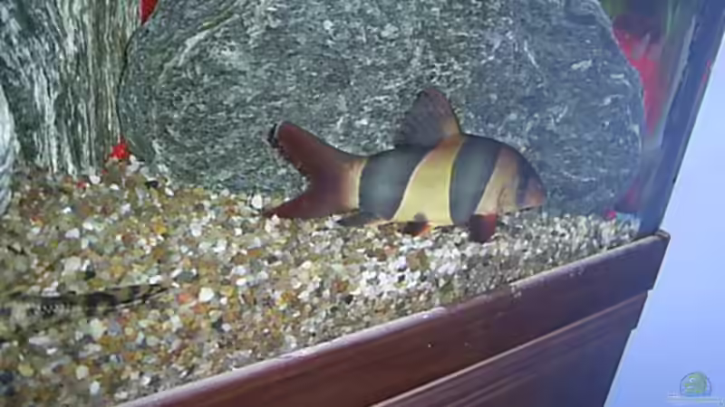 Besatz im Aquarium im Wohnzimmer von ak1982 (11)