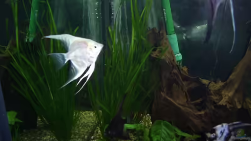 Besatz im Aquarium im Wohnzimmer von ak1982 (12)