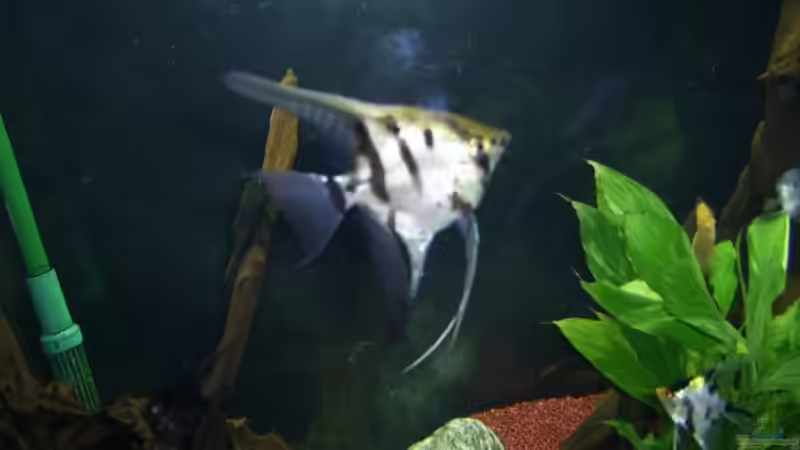Besatz im Aquarium im Wohnzimmer von ak1982 (13)