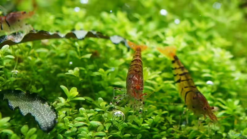 Besatz im Aquarium In den Dschungel - aufgelöst - von Micha... (38)