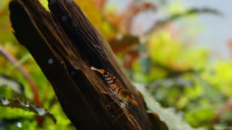 Besatz im Aquarium In den Dschungel - aufgelöst - von Micha... (39)