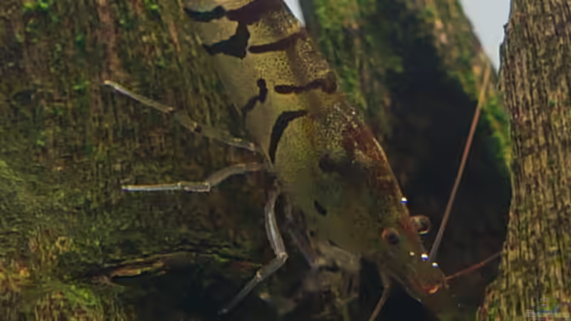 Besatz im Aquarium In den Dschungel - aufgelöst - von Micha... (40)