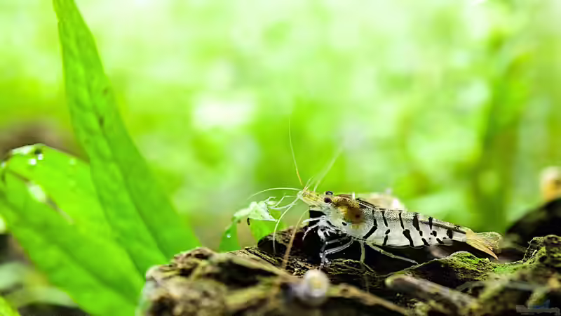 Besatz im Aquarium In den Dschungel - aufgelöst - von Micha... (41)
