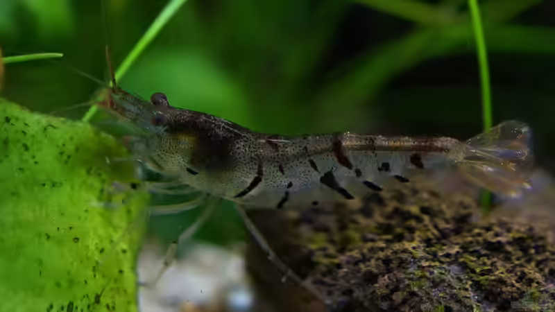 Besatz im Aquarium In den Dschungel - aufgelöst - von Micha... (48)