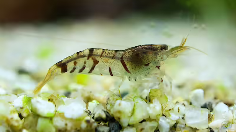 Besatz im Aquarium In den Dschungel - aufgelöst - von Micha... (49)