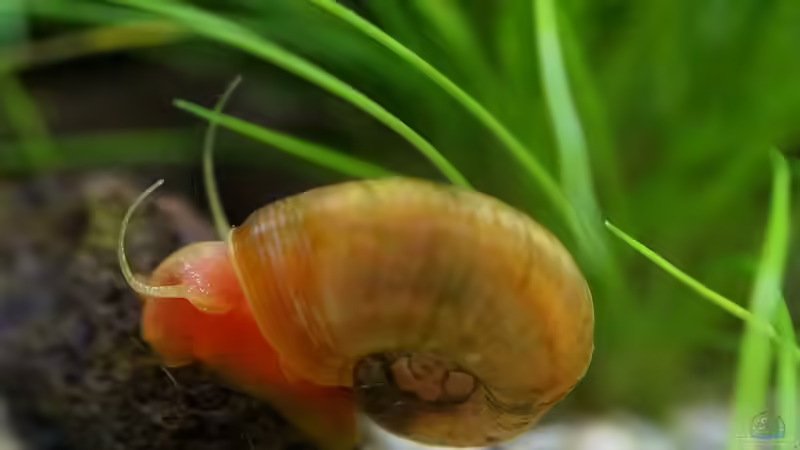 Besatz im Aquarium In den Dschungel - aufgelöst - von Micha... (50)