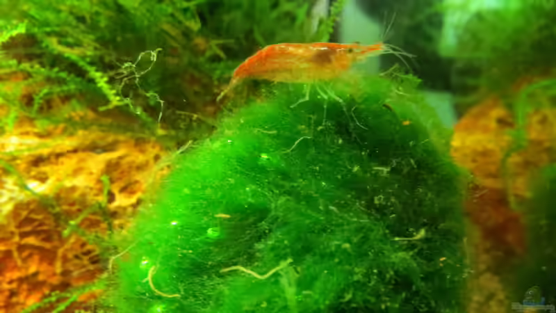 Besatz im Aquarium In the depth of silence von Joe Waters (3)