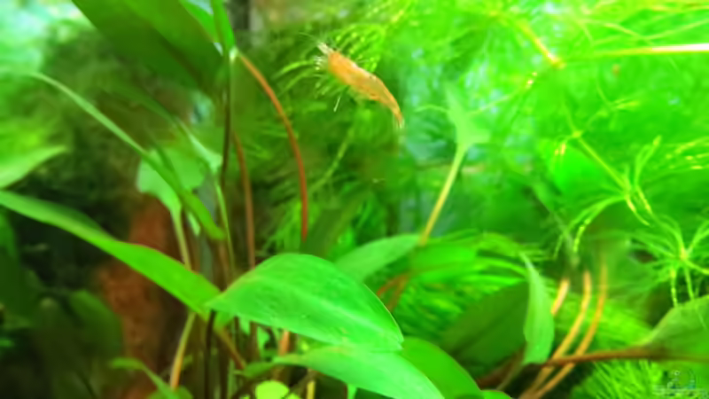 Besatz im Aquarium In the depth of silence von Joe Waters (4)