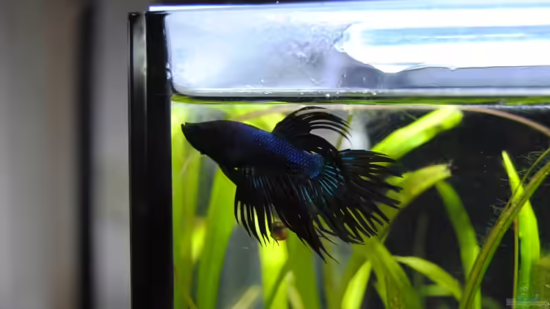 Besatz im Aquarium Indonesian Fighter von Markus96 (5)