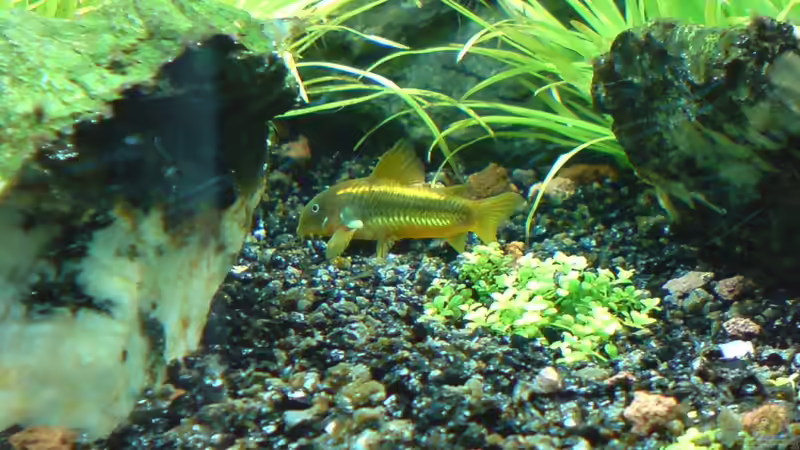 Besatz im Aquarium Into the Depths of Darkness von killifreak (3)