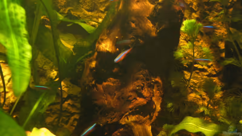 Besatz im Aquarium Irgendwo im Amazonas von Fishfan (19)