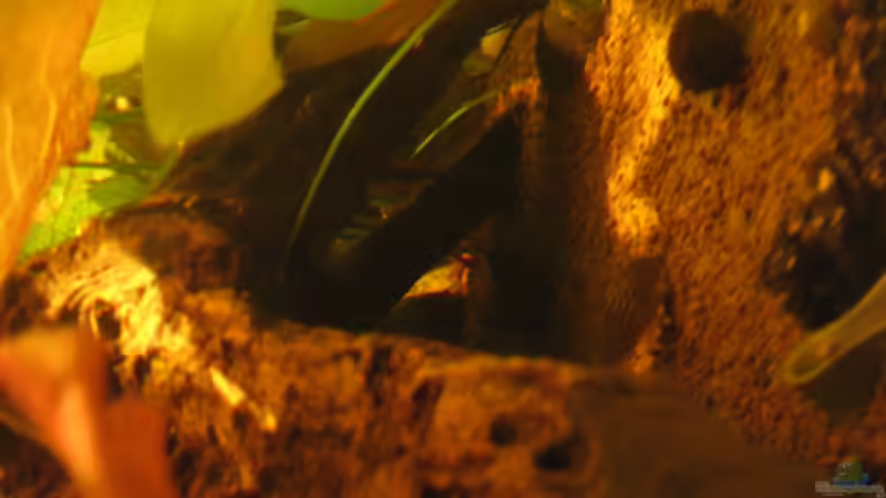 Besatz im Aquarium Irgendwo im Amazonas von Fishfan (20)