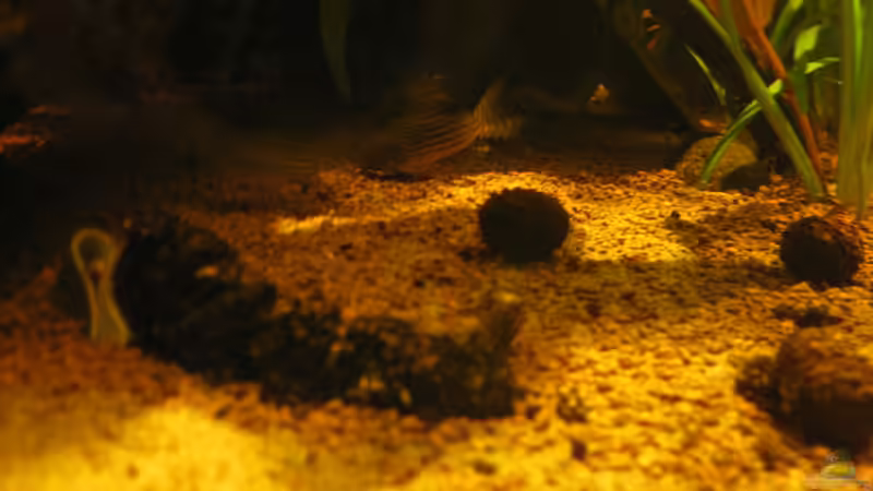 Besatz im Aquarium Irgendwo im Amazonas von Fishfan (21)