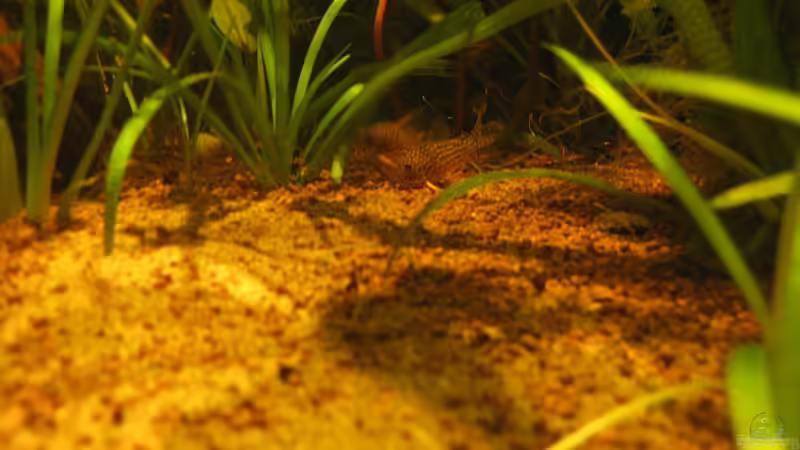 Besatz im Aquarium Irgendwo im Amazonas von Fishfan (22)