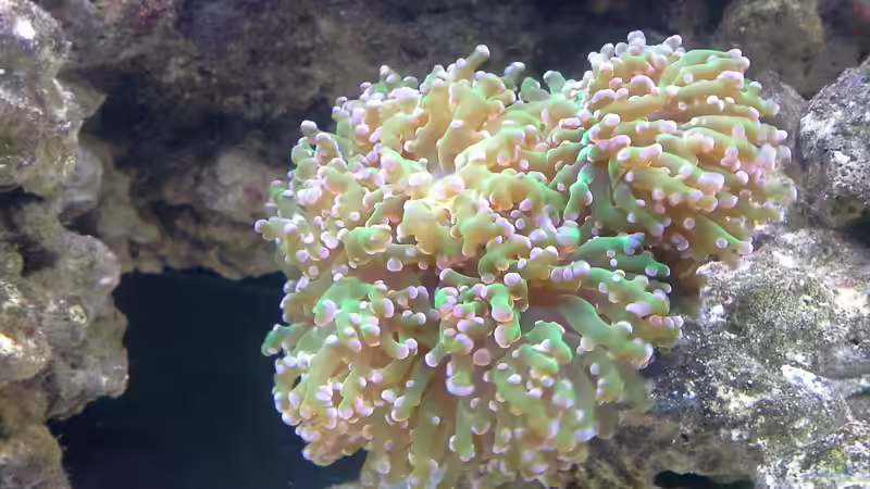 Besatz im Aquarium Irgendwo in der Südsee von Tim1979 (16)