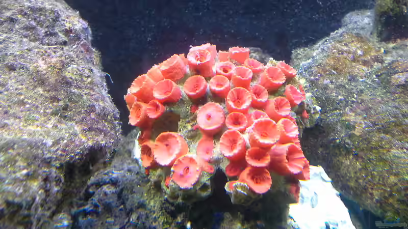 Besatz im Aquarium Irgendwo in der Südsee von Tim1979 (18)