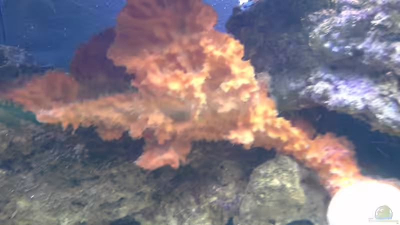 Besatz im Aquarium Irgendwo in der Südsee von Tim1979 (19)