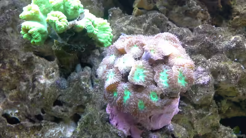 Besatz im Aquarium Irgendwo in der Südsee von Tim1979 (20)