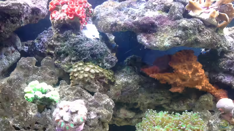 Besatz im Aquarium Irgendwo in der Südsee von Tim1979 (22)