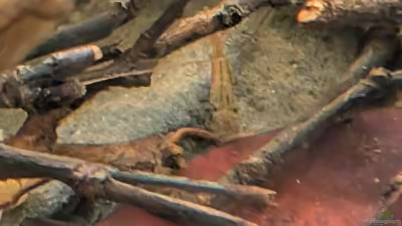 Besatz im Aquarium Irgendwo in Sri Lanka von GKR (6)