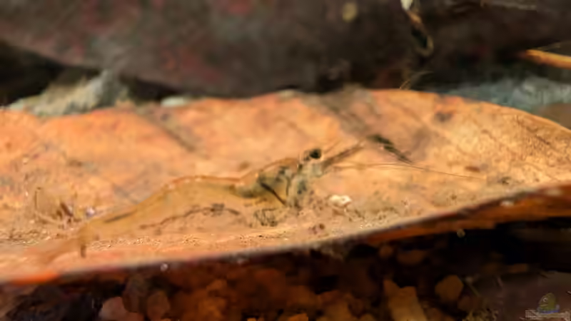 Besatz im Aquarium Irgendwo in Sri Lanka von GKR (7)