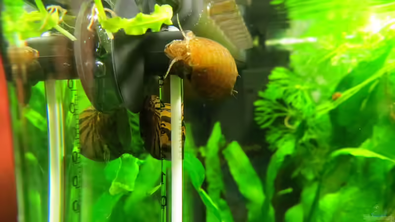 Besatz im Aquarium It&#039;s not the size that matters von Joe Waters (10)