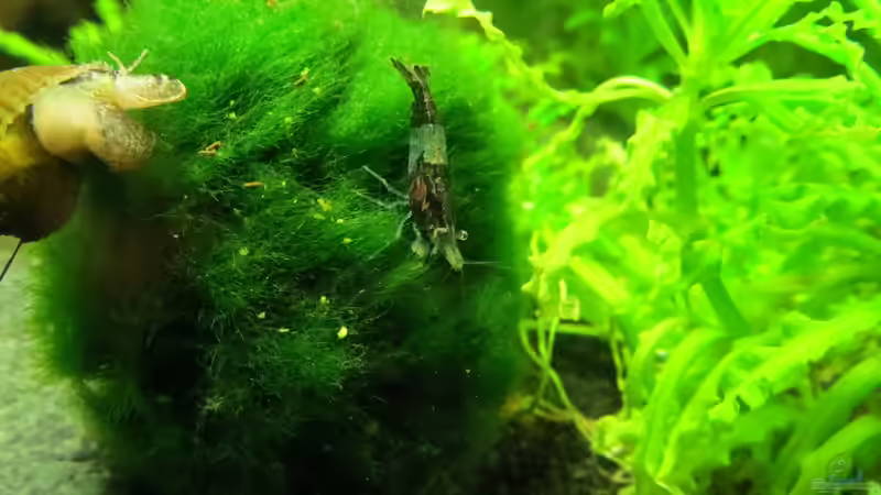 Besatz im Aquarium It&#039;s not the size that matters von Joe Waters (11)