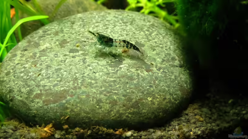 Besatz im Aquarium It&#039;s not the size that matters von Joe Waters (12)