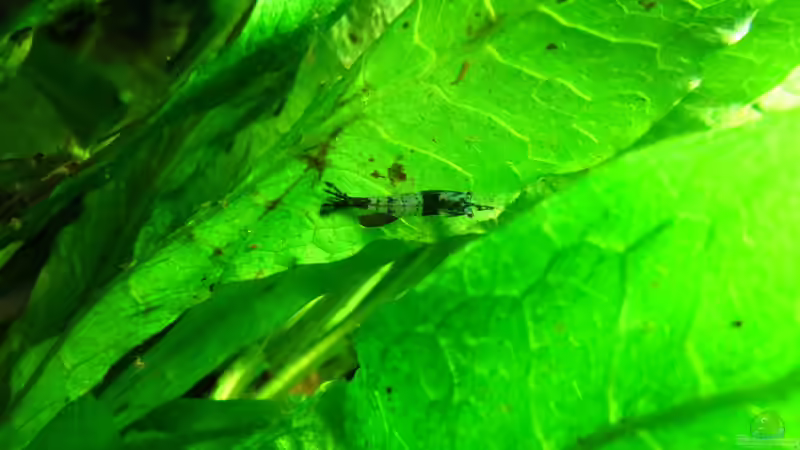 Besatz im Aquarium It&#039;s not the size that matters von Joe Waters (13)