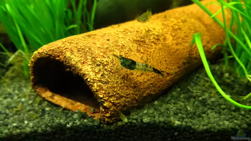 Besatz im Aquarium It&#039;s not the size that matters von Joe Waters (8)