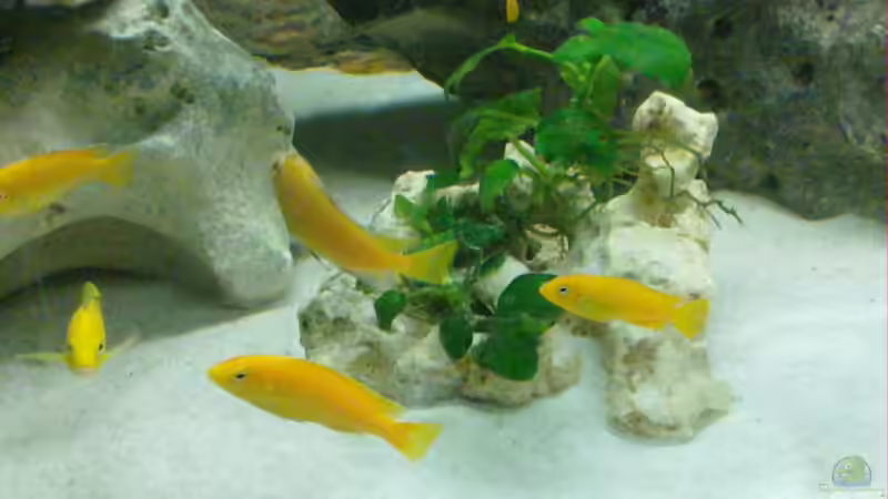 Besatz im Aquarium It´s Mbuna time von Andre@ (8)
