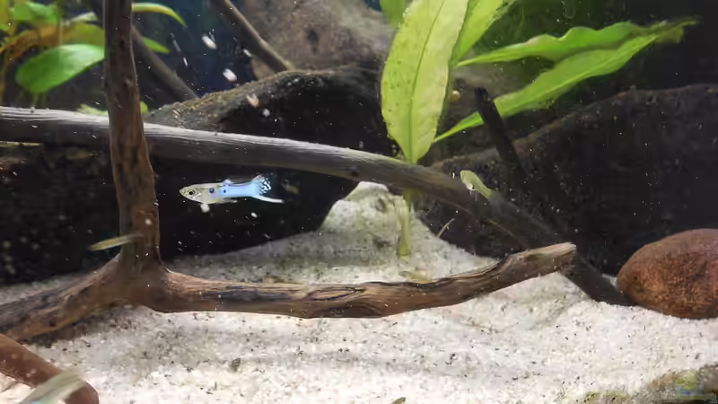 Besatz im Aquarium JapanBlue Bachlauf von Ozi5467 (12)