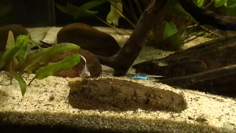 Besatz im Aquarium JapanBlue Bachlauf von Ozi5467 (13)