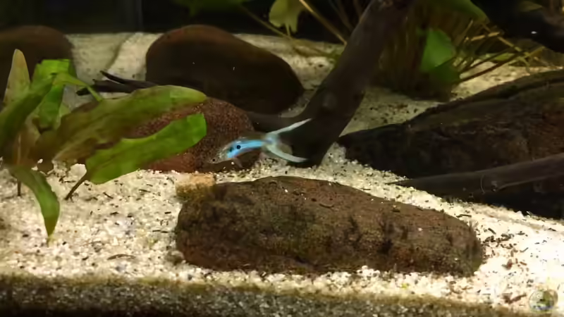 Besatz im Aquarium JapanBlue Bachlauf von Ozi5467 (14)