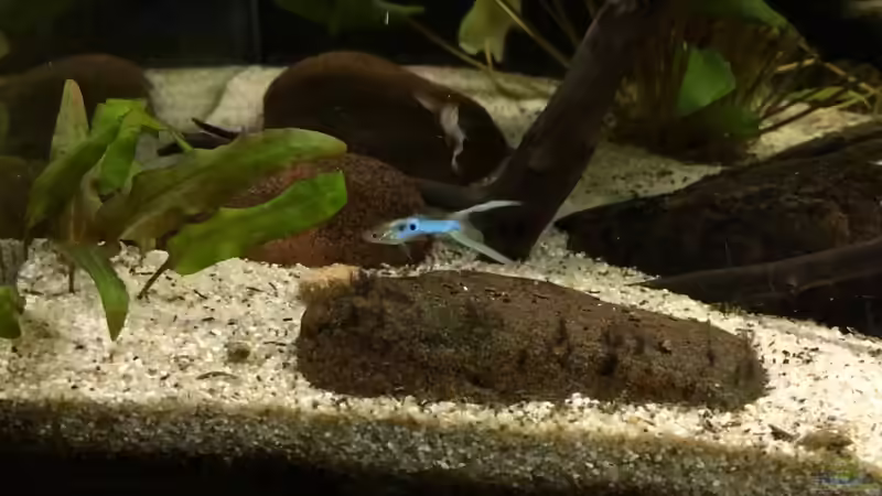 Besatz im Aquarium JapanBlue Bachlauf von Ozi5467 (15)