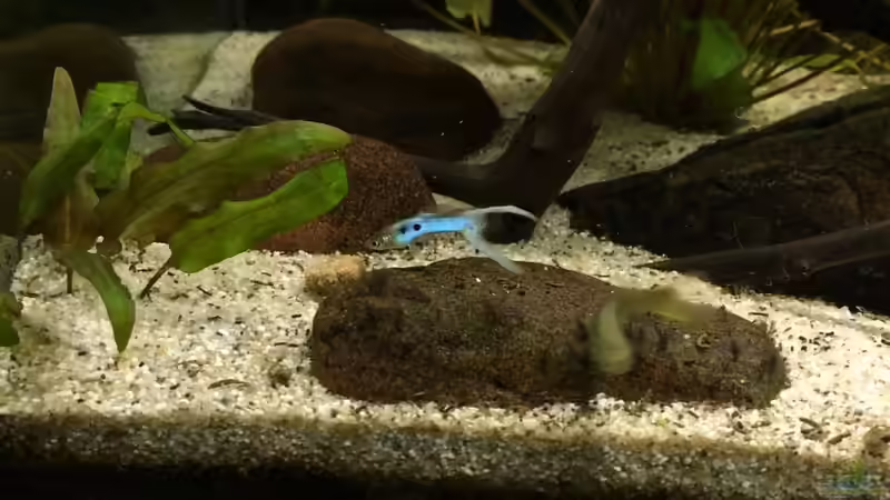 Besatz im Aquarium JapanBlue Bachlauf von Ozi5467 (16)