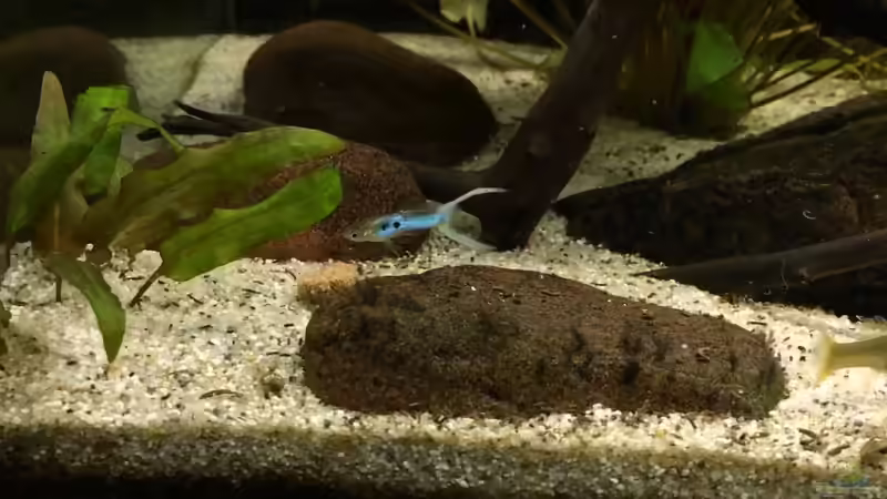 Besatz im Aquarium JapanBlue Bachlauf von Ozi5467 (17)