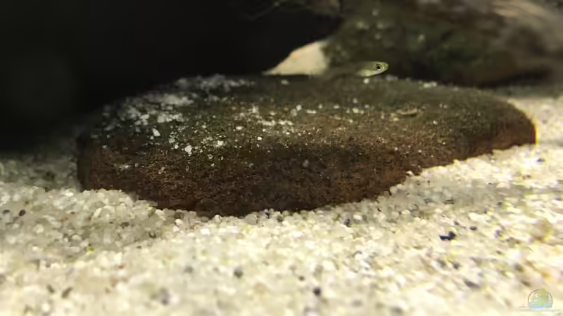 Besatz im Aquarium JapanBlue Bachlauf von Ozi5467 (20)