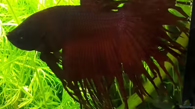 Besatz im Aquarium Johnny´s Cube (existiert leider nicht mehr) von Opodeldok (2)