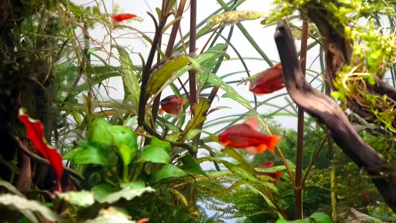 Besatz im Aquarium Jungle Rock von Michi0311 (7)