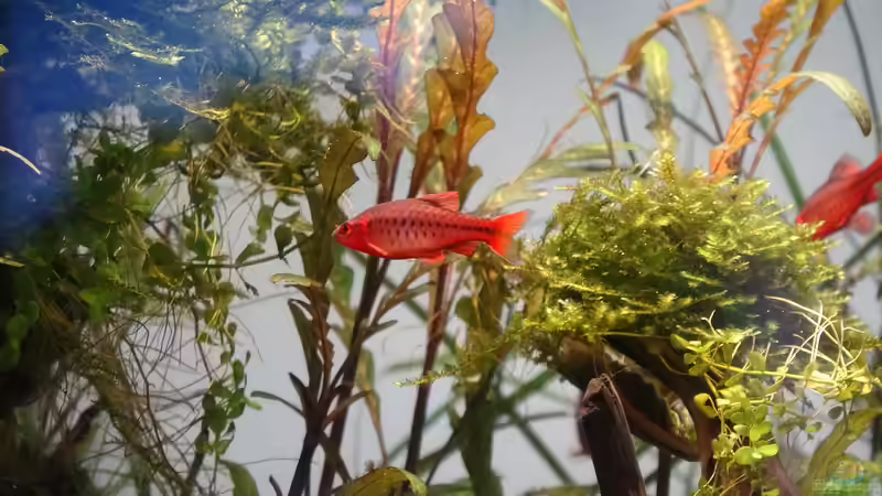 Besatz im Aquarium Jungle Rock von Michi0311 (8)