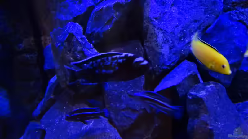 Besatz im Aquarium Juvel Rio 300-Kombination dunkelbraun von Ole Möhre (9)