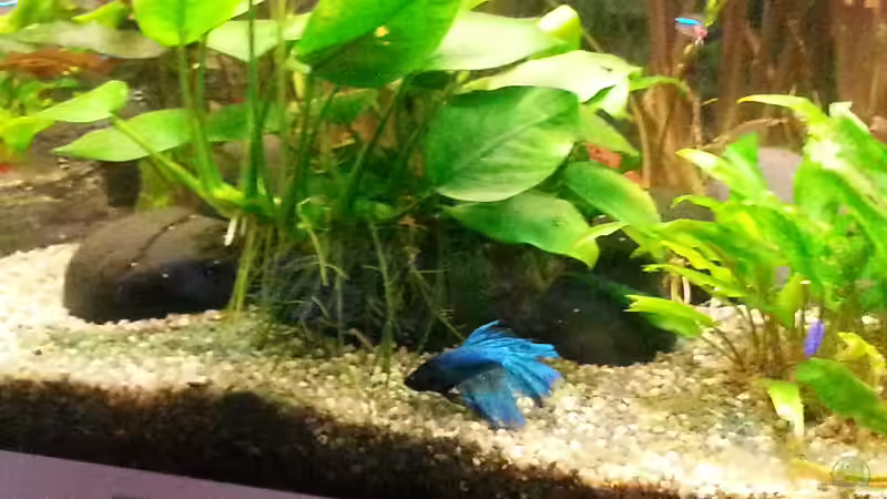 Besatz im Aquarium juwel 120 l grünes durcheinander von mstard (10)