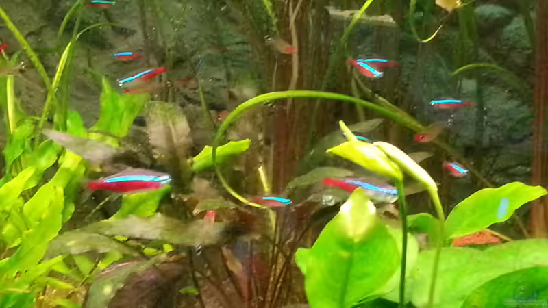 Besatz im Aquarium juwel 120 l grünes durcheinander von mstard (12)