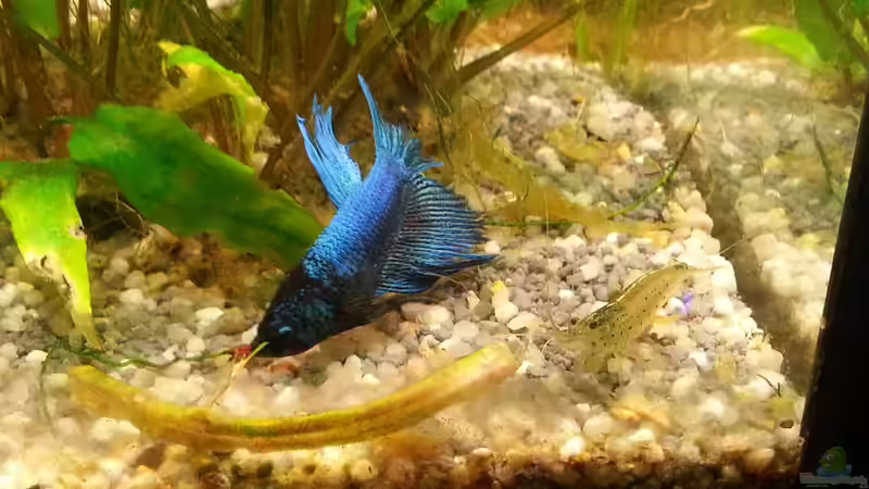 Besatz im Aquarium juwel 120 l grünes durcheinander von mstard (9)