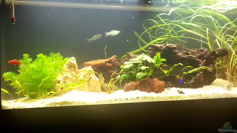 Besatz im Aquarium juwel 240l von mstard (11)