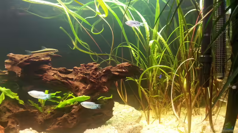 Besatz im Aquarium juwel 240l von mstard (6)
