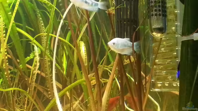 Besatz im Aquarium juwel 240l von mstard (7)