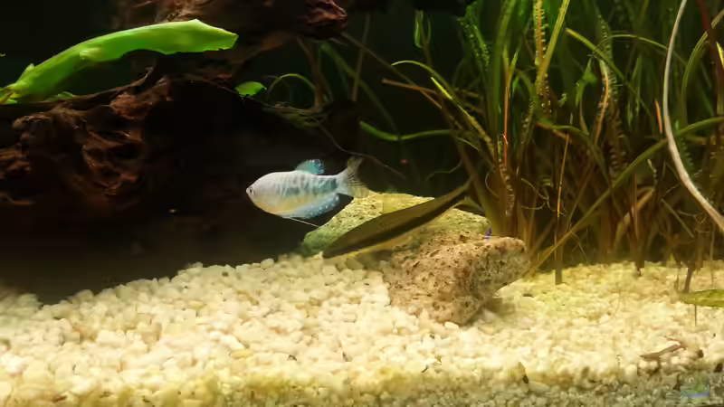 Besatz im Aquarium juwel 240l von mstard (8)