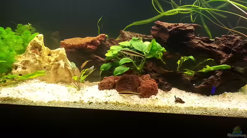 Besatz im Aquarium juwel 240l von mstard (9)